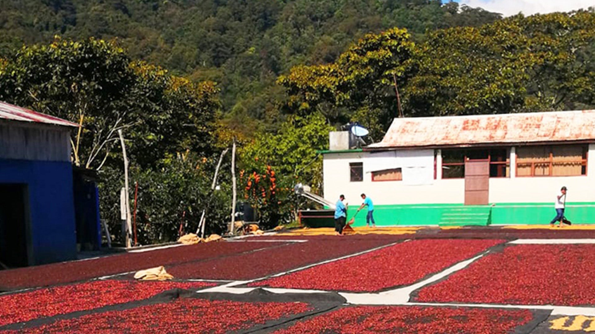 café de especialidad