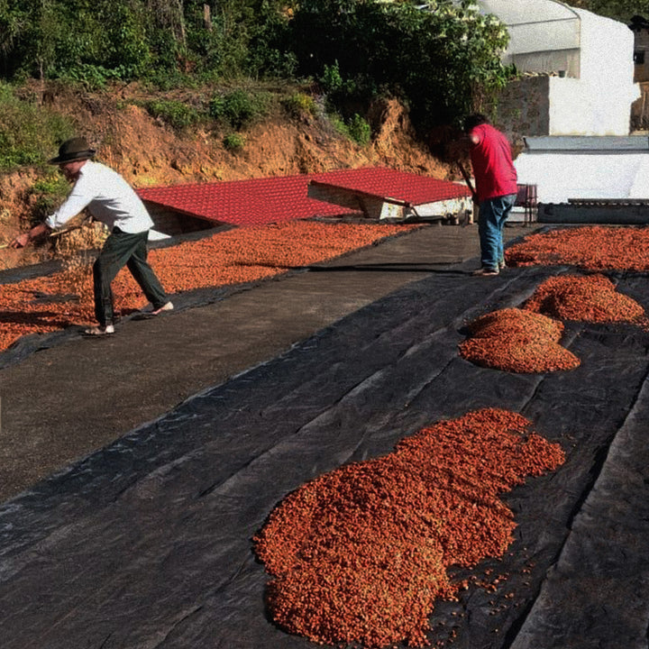 producción grupo café celestial