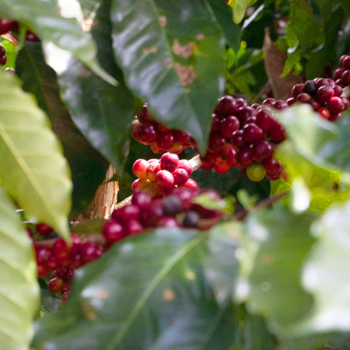 plantación nuevo méxico