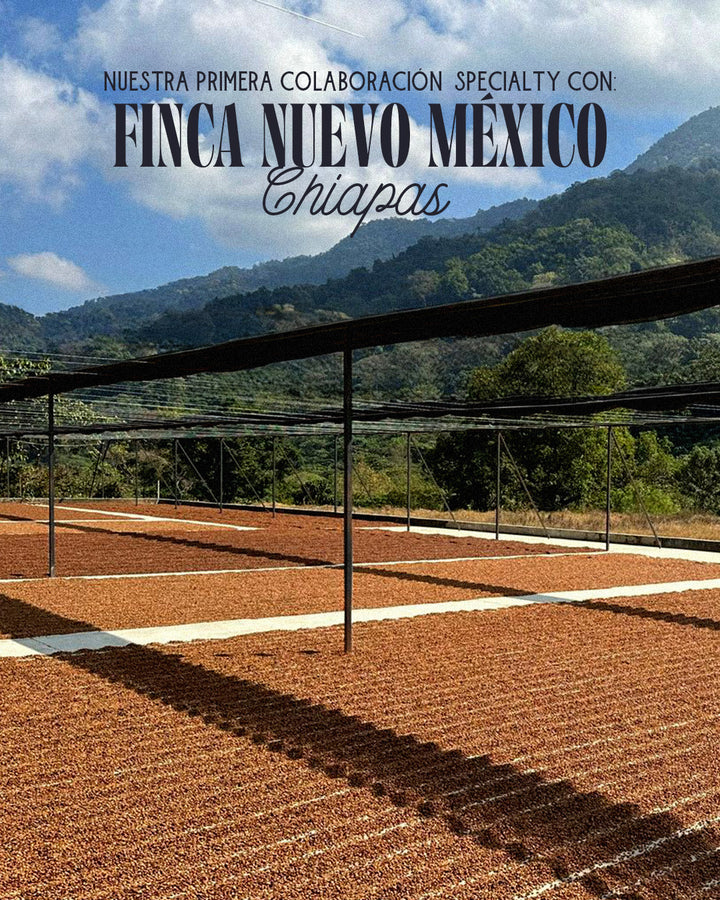 Specialty Coffee: Finca Nuevo México