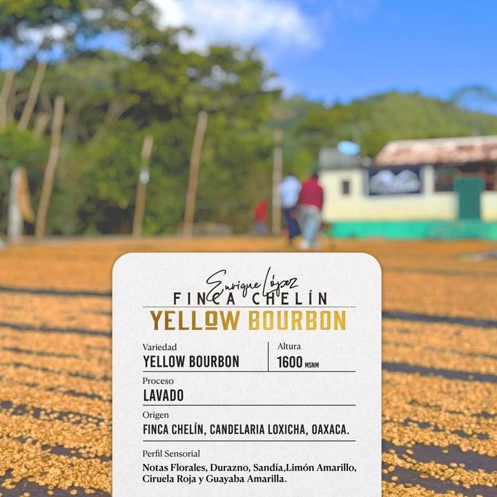 Finca chelín Enrique López Proceso Lavado
