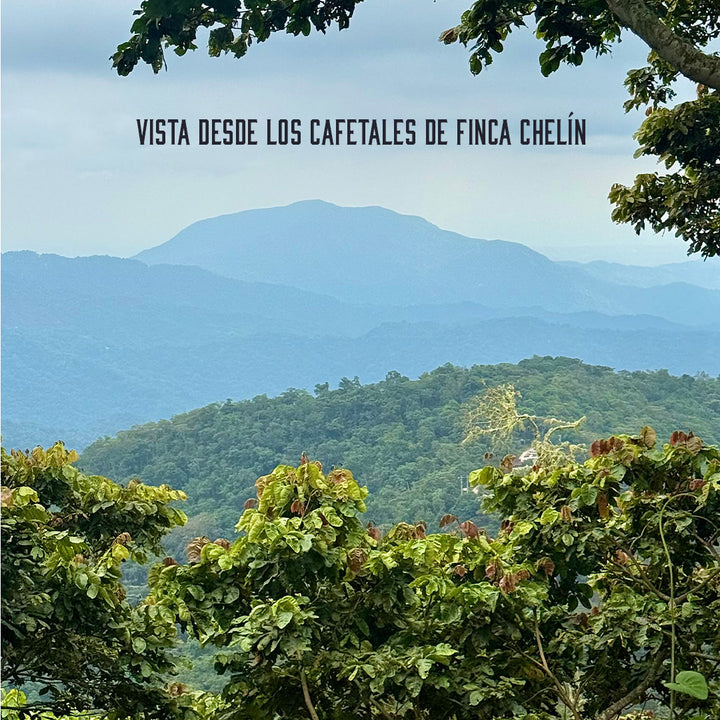 Cafetales FInca Chelín