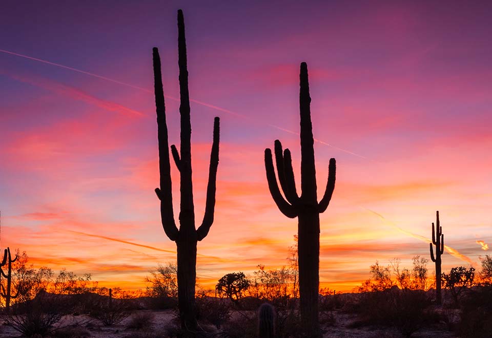 Leña de Mezquite del Desierto de Sonora