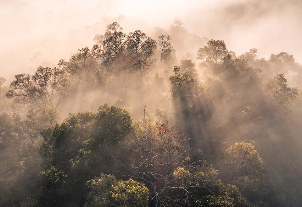 Granos de Café de las Montañas del Sur de México