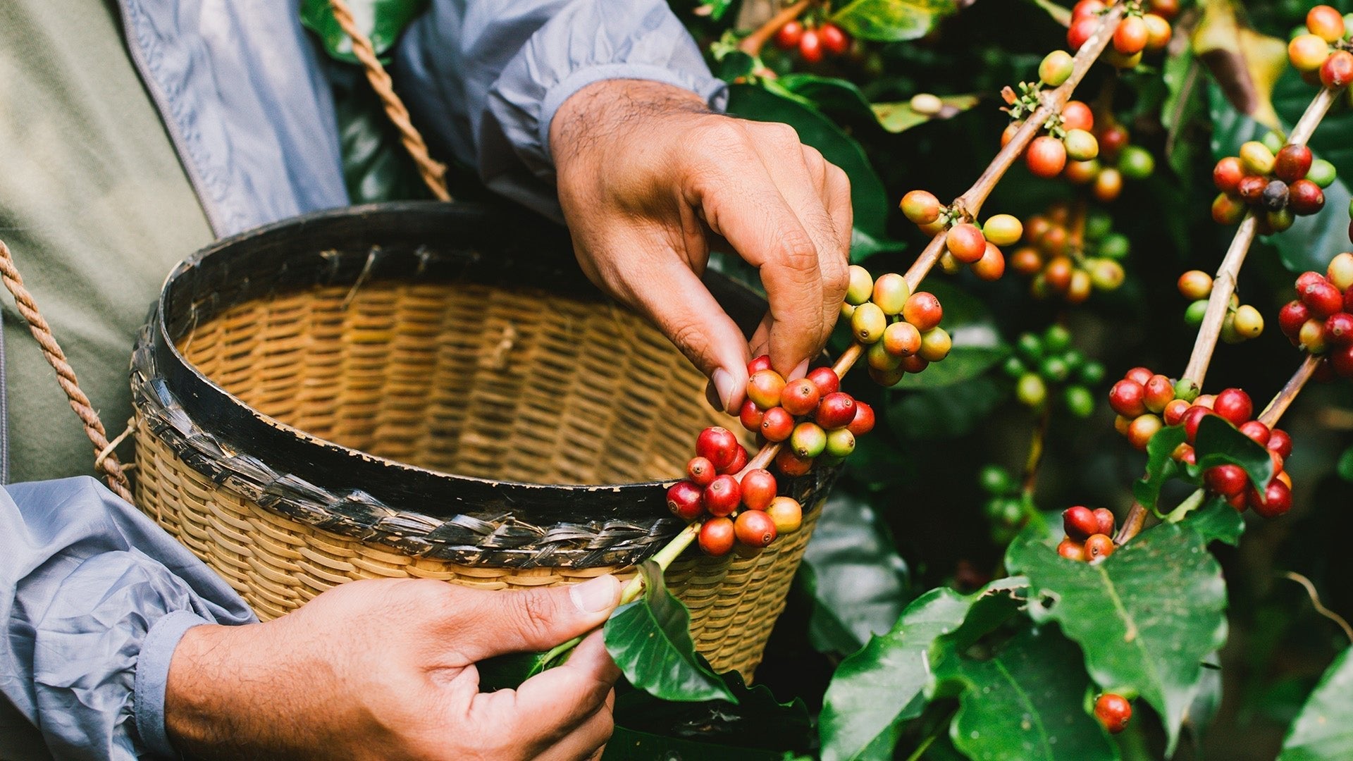 cosecha de café