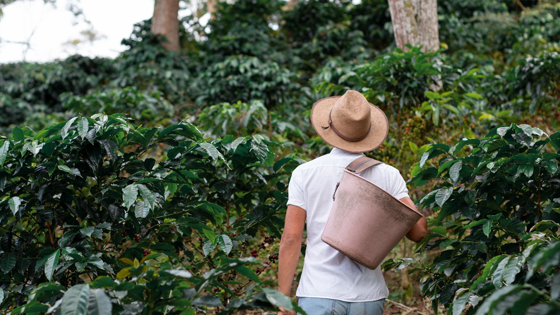 plantacion-de-cafe