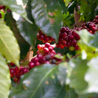plantación nuevo méxico