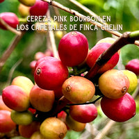 cereza pink bourbon cafetales finca chelin