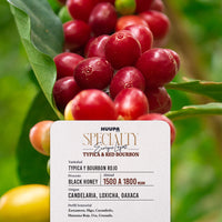 Etiqueta de café de especialidad Huupa Garnica y Caturra proceso black honey 1500 msnm de altura.