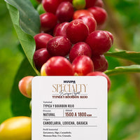 Etiqueta de café de especialidad Huupa Typica Bourbon Rojo proceso natural 1500 msnm de altura.