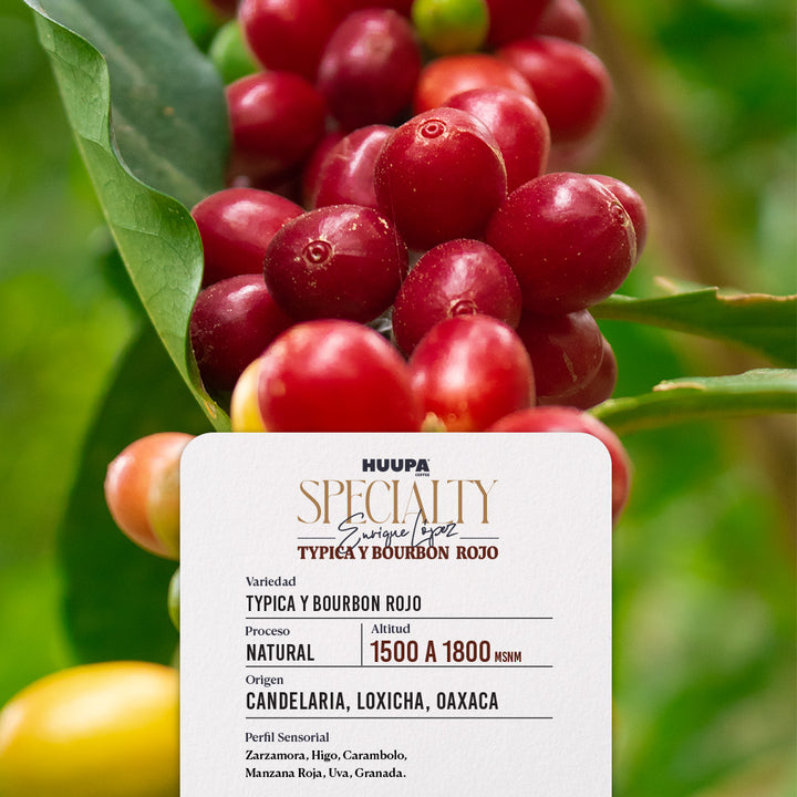 Etiqueta de café de especialidad Huupa Typica Bourbon Rojo proceso natural 1500 msnm de altura.