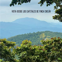 Cafetales FInca Chelín