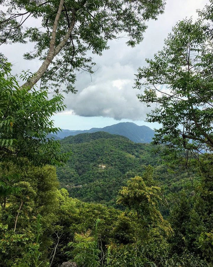 Café Specialty: Finca Chelín